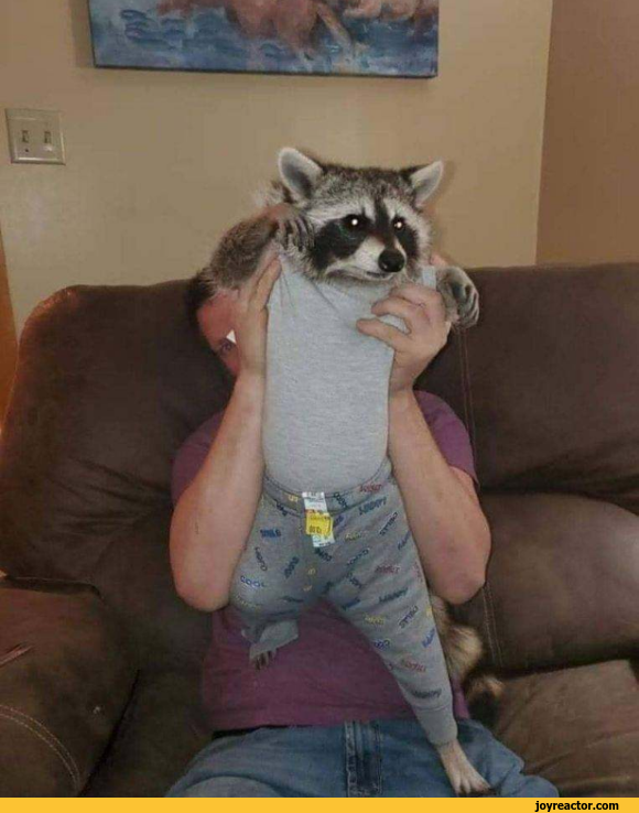 racoon lovey